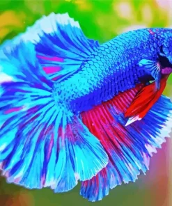 The Blue Betta Fish Paint By Numbers