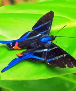 Blue Doctor Butterfly Paint By Numbers