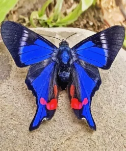 Doctor Butterfly Paint By Numbers