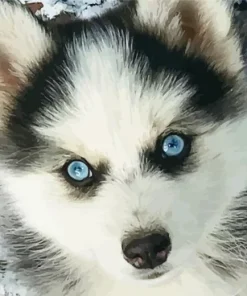 Blue Eyed Pomsky Paint By Numbers