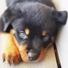 Blue Eyed Rottweiler Paint By Numbers