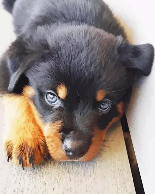 blue eyed rottweiler paint by numbers Blue Eyed Rottweiler Paint By Numbers