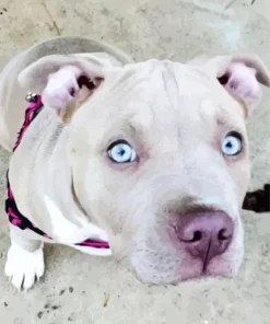 Staffordshire Bull Terrier Paint By Numbers