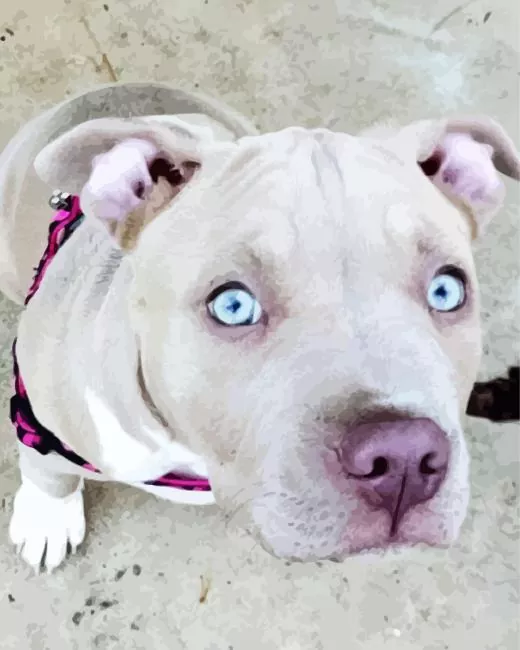 blue eyed staffordshire bull terrier paint by numbers Staffordshire Bull Terrier Paint By Numbers