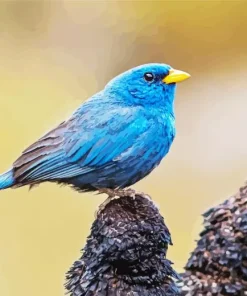 Blue Finch Bird Paint By Numbers
