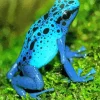 Blue Frog Paint By Numbers