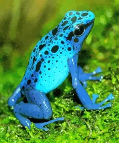 Blue Frog Paint By Numbers