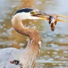Blue Heron Eating Paint By Numbers
