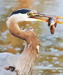 Blue Heron Eating Paint By Numbers