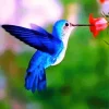 Blue Hummingbird Paint By Numbers