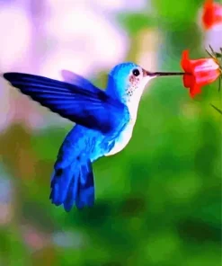 Blue Hummingbird Paint By Numbers