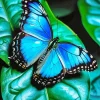 The Blue Monarch Butterfly Paint By Numbers