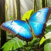 Blue Morpho Butterfly Paint By Numbers