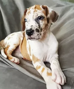 Fawnequin Great Dane Paint By Numbers