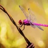 Purple Dragonfly Paint By Numbers