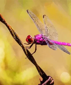 Purple Dragonfly Paint By Numbers