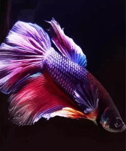 Purple Fish Paint By Numbers
