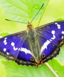 Monarch Butterfly Paint By Numbers