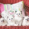 Ragdoll kittens Paint By Numbers