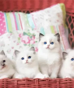 Ragdoll kittens Paint By Numbers