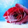 Red Rose In Snow Paint By Numbers