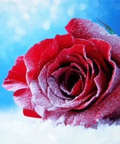Red Rose In Snow Paint By Numbers