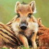 Boar Baby Paint By Numbers