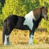 Cute Pinto Horse Paint By Numbers