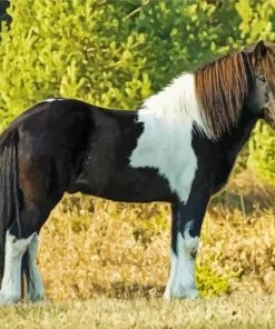 Cute Pinto Horse Paint By Numbers