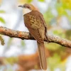Black Billed Cuckoo Paint By Numbers