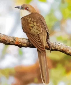 Black Billed Cuckoo Paint By Numbers