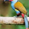 Billed Mountain Toucan Paint By Numbers