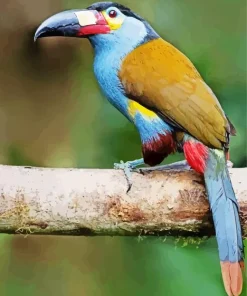 Billed Mountain Toucan Paint By Numbers