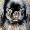 Black Pekingese Dog Paint By Numbers