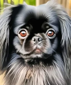 Black Pekingese Dog Paint By Numbers