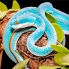 Blue Pit Viper Paint By Numbers