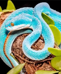 Blue Pit Viper Paint By Numbers