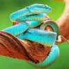 Blue Pit Viper Snake Paint By Numbers