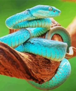 Blue Pit Viper Snake Paint By Numbers