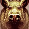 Boar Face Art Paint By Numbers