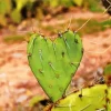 Cactus Heart Paint By Numbers