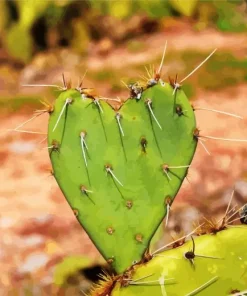 Cactus Heart Paint By Numbers