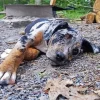 Catahoula Leopard Dog Paint By Numbers