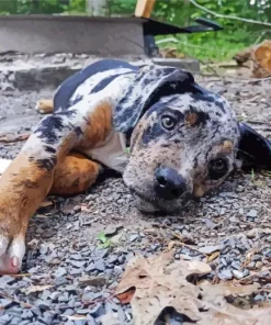 Catahoula Leopard Dog Paint By Numbers