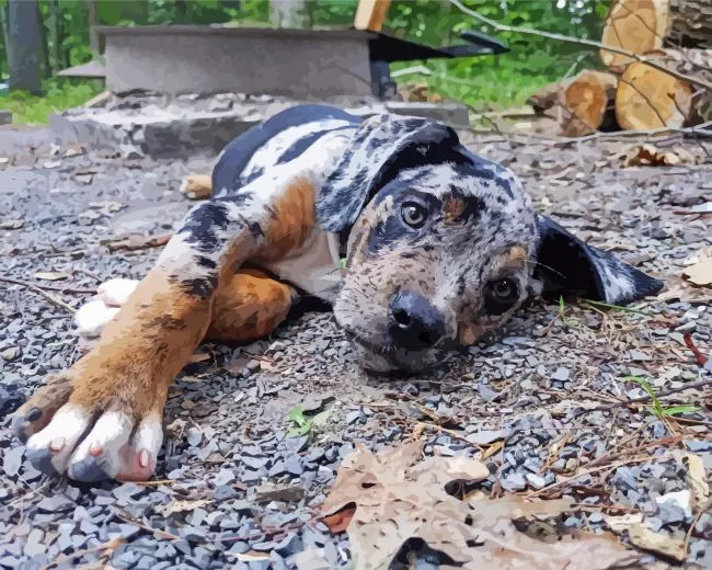 catahoula leopard dog paint by numbers Catahoula Leopard Dog Paint By Numbers