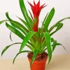 Guzmania Bromeliad Paint By Numbers