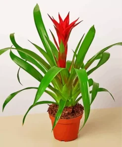 Guzmania Bromeliad Paint By Numbers