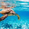 Hawksbill Sea Turtle Paint By Numbers