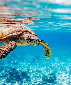 Hawksbill Sea Turtle Paint By Numbers