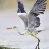 Heron Bird Flying Paint By Numbers